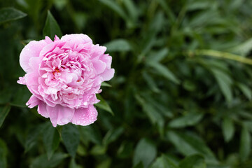Fresh peonies in the garden.