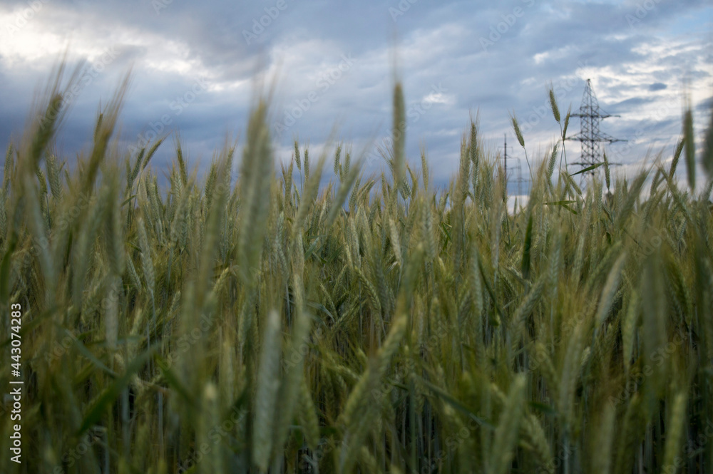 Wall mural wheat