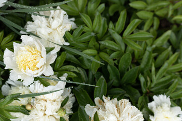 Fresh peonies in the garden.