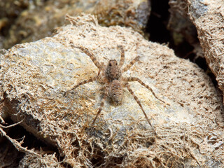 Wolf spider. Genus Wadicosa.
