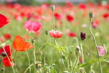 ポピー 春　花畑 赤い　野原 グリーン 美しい 綺麗  群生 満開　ピンク かわいい