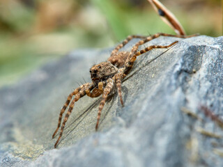 Wolf spider. Genus Wadicosa.