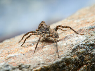 Wolf spider. Genus Wadicosa.