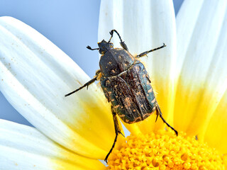 Beetle on a flower. Oxythyrea funesta