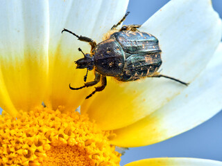 Beetle on a flower. Oxythyrea funesta