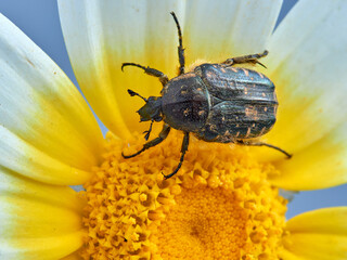Beetle on a flower. Oxythyrea funesta