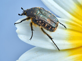 Beetle on a flower. Oxythyrea funesta