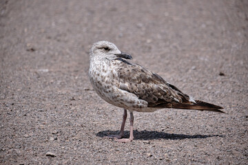 seagull on the beach