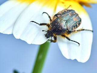 Beetle on a flower. Oxythyrea funesta