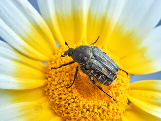 Beetle on a flower. Oxythyrea funesta