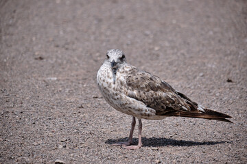 seagull on the beach