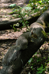 a squirrel sitting on a tree trunk