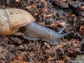 Decollate Snail. Rumina decollata.