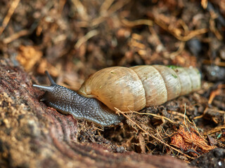Decollate Snail. Rumina decollata.