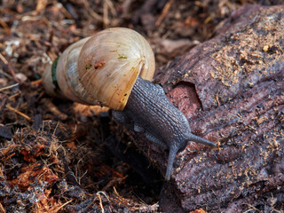 Decollate Snail. Rumina decollata.