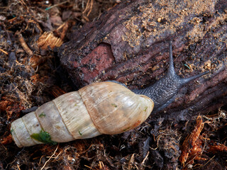 Decollate Snail. Rumina decollata.