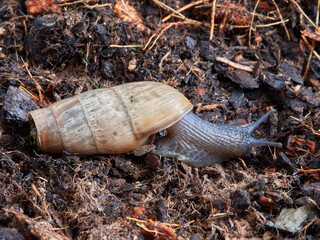 Decollate Snail. Rumina decollata.