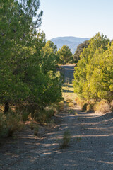 forest road in the mountain
