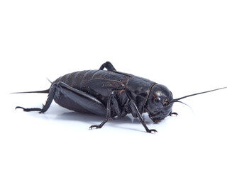 Black Cricket. Gryllus bimaculatus