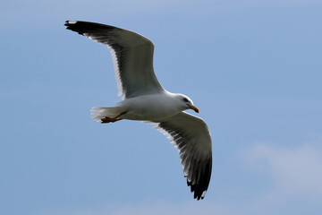 seagull in flight
