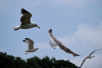 gulls in flight