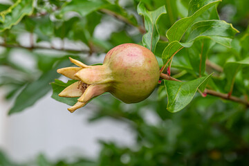 ザクロの木の枝についた、生育途中のザクロの実　