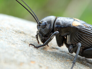 Black Cricket. Gryllus bimaculatus
