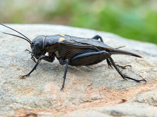 Black Cricket. Gryllus bimaculatus