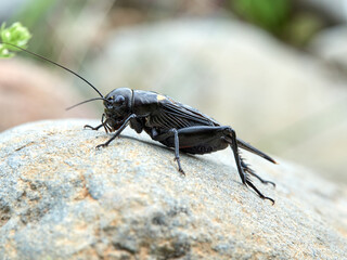 Black Crickets. Gryllus bimaculatus