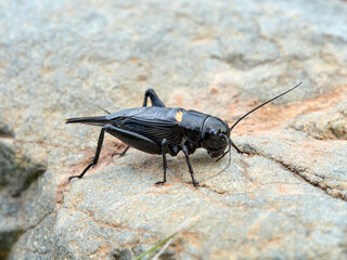 Black Crickets. Gryllus bimaculatus