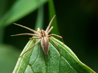 Nursery Web Spider. Pisaura mirabilis