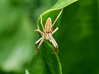 Nursery Web Spider. Pisaura mirabilis