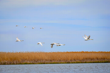 Flock of swans flying in the Volga River Delta nature reserve