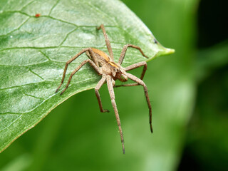 Nursery Web Spider. Pisaura mirabilis