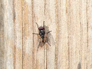 Musca autumnalis. Face Fly