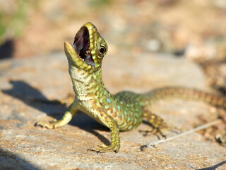 Eyed Lizard. Timon lepidus