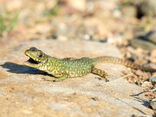 Eyed Lizard. Timon lepidus