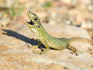 Eyed Lizard. Timon lepidus