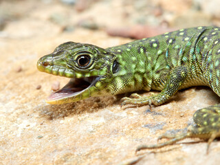 Eyed Lizard. Timon lepidus