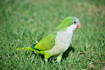 Monk parakeet. Myiopsitta monachus