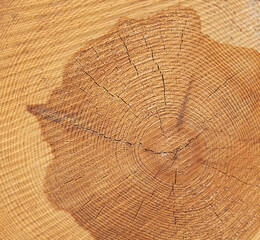 Close-up texture and structure of wood. Tree rings on a wooden log.