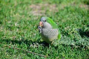 Monk parakeet. Myiopsitta monachus