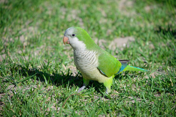 Monk parakeet. Myiopsitta monachus