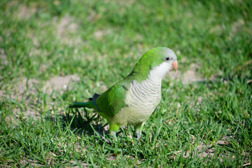 Monk parakeet. Myiopsitta monachus
