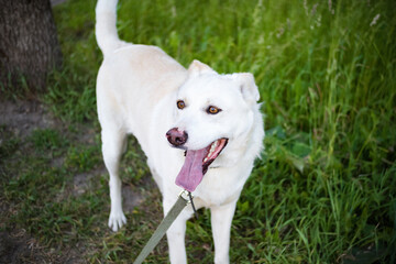 White dog walking on leash among the green grass.