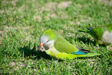 Monk parakeet. Myiopsitta monachus