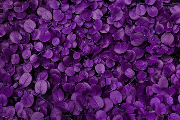 Purple leaves for backgrounds or wallpapers and designs. Purple nature background