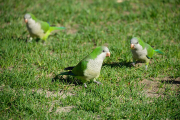 Monk parakeet. Myiopsitta monachus