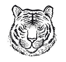 Tiger head, hand drawn illustration, isolated on white background.