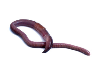 Earthworm. Lumbricidae family. 